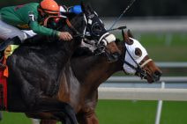 Two dark horses are in full flight, their jockeys bowed over them. Green lawn can be seen blurrily behind them. The jockey’s outfits are vibrantly colourful.