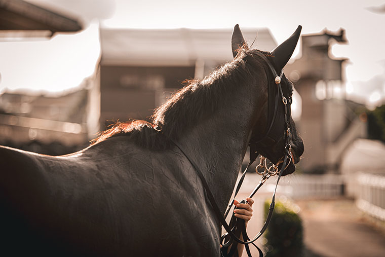 A bridled dark brown horse is being led, but we see only a hand holding the reins. Racecourse buildings and grounds are blurred in the background.
